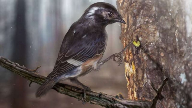 Researchers have found a 99-million-year old bird fossil showing it having an extra-long toe Researchers have found a 99-million-year old bird fossil showing it having an extra-long toe