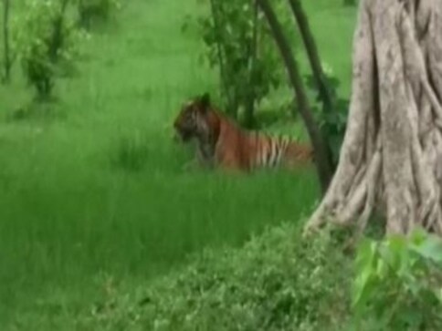 Tigress beaten to death in Uttar Pradesh's Pilibhit for attacking villagers; 43 people booked Tigress beaten to death in Uttar Pradesh's Pilibhit for attacking villagers; 43 people booked