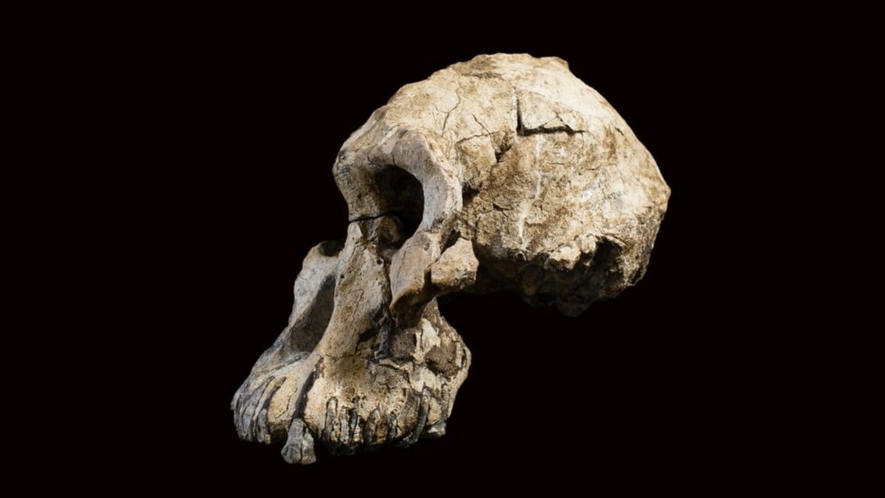 The side profile of the fossilized cranium of Australopithecus anamensis. Image credit: AP