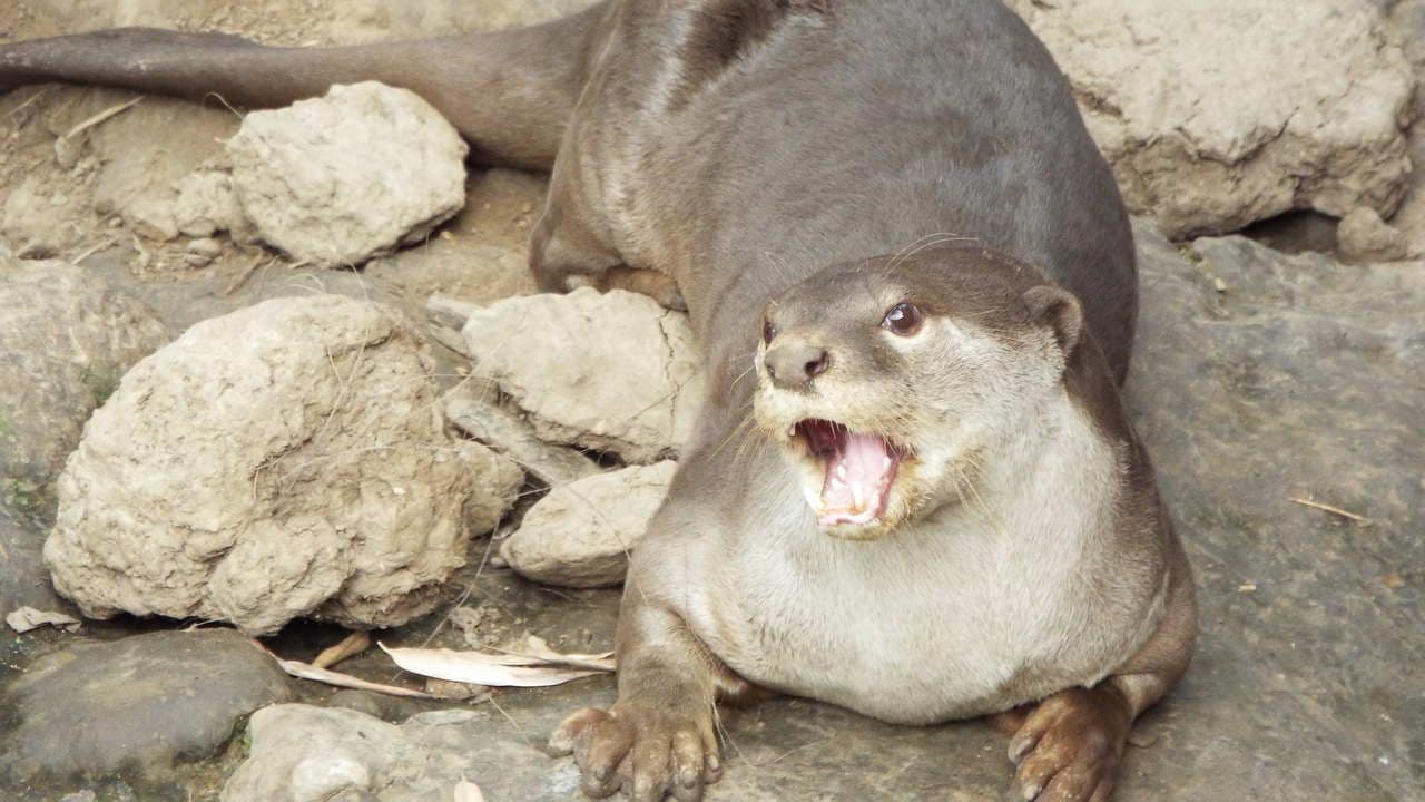 A smooth coat otter in captive. image credit: Flickr/Marie Hale