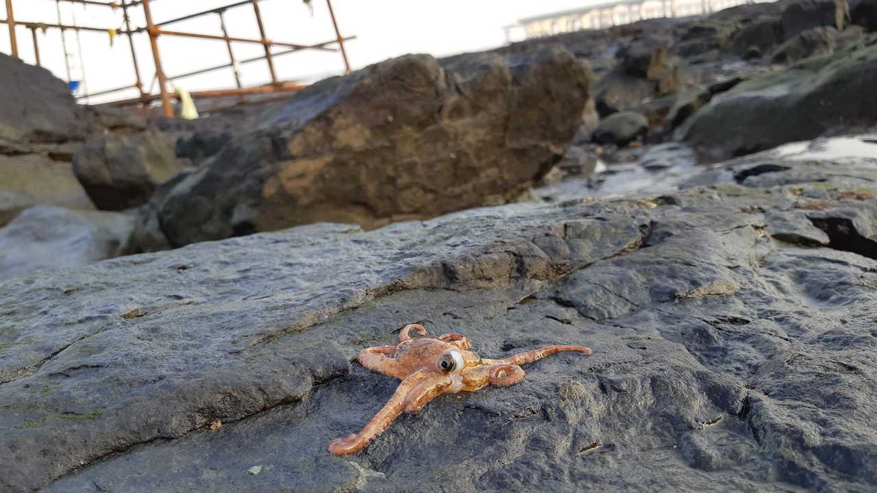 An octopus. Image credit: Sarita Fernandes
