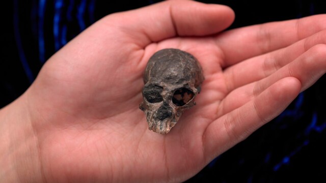 Tiny 20-million-year-old monkey skull points to primate brain areas evolving separately Tiny 20-million-year-old monkey skull points to primate brain areas evolving separately