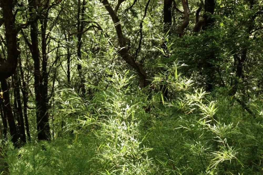 Reserved Forest of Maheshkhan. Oak forests protected from extraction shows dense understorey, high canopy cover and a larger number of tall trees. Image credit: Ghazala Shahabuddin.