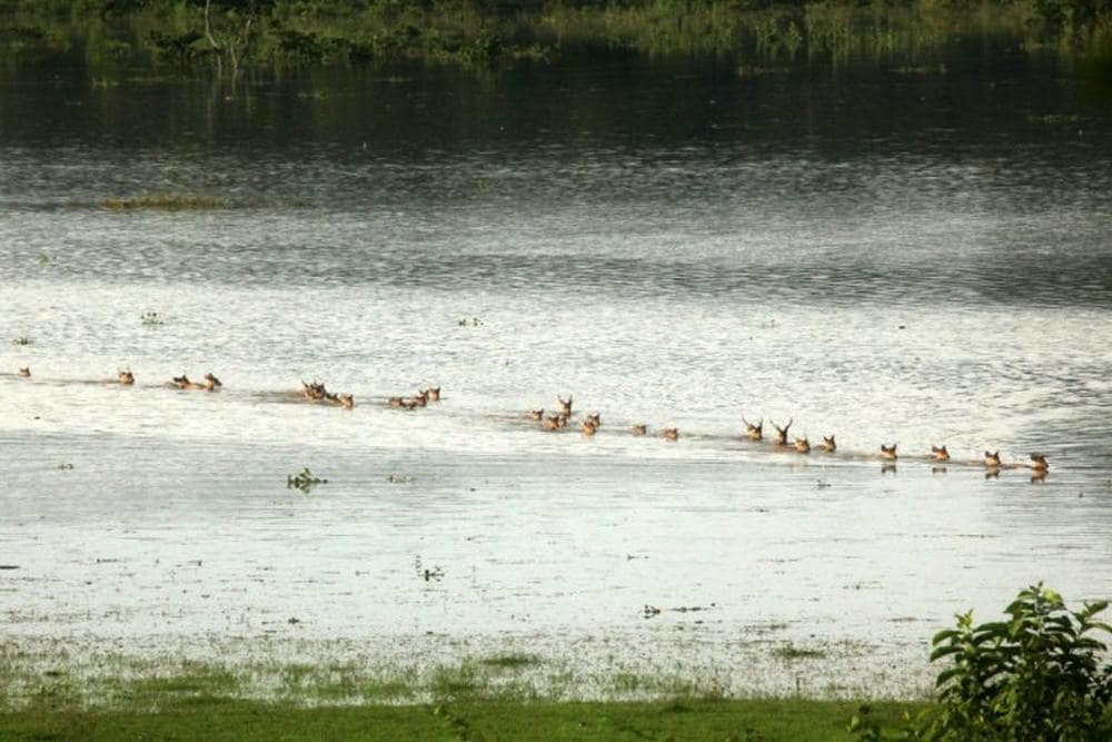 Animals swim through the floodwaters in an attempt to reach safer grounds during the floods in Assam. Image credit: IFAW/WTI.
