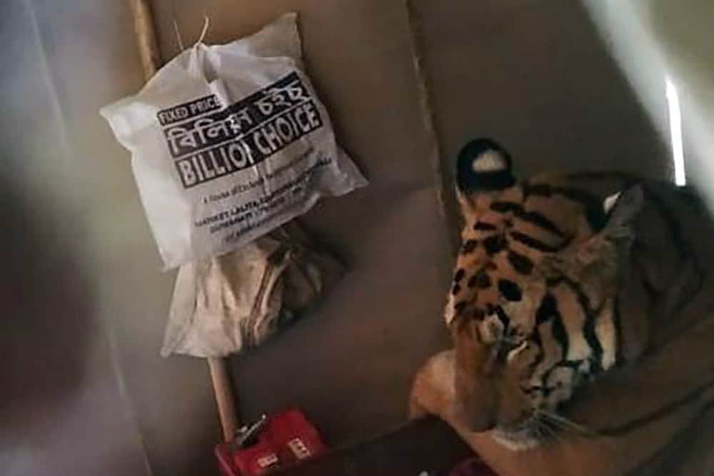 A tigress moving from a flooded Kaziranga to the higher grounds at Karbi Anglong hills took shelter in a shop. Photo by International Fund for Animal Welfare (IFAW)/Wildlife Trust of India (WTI).