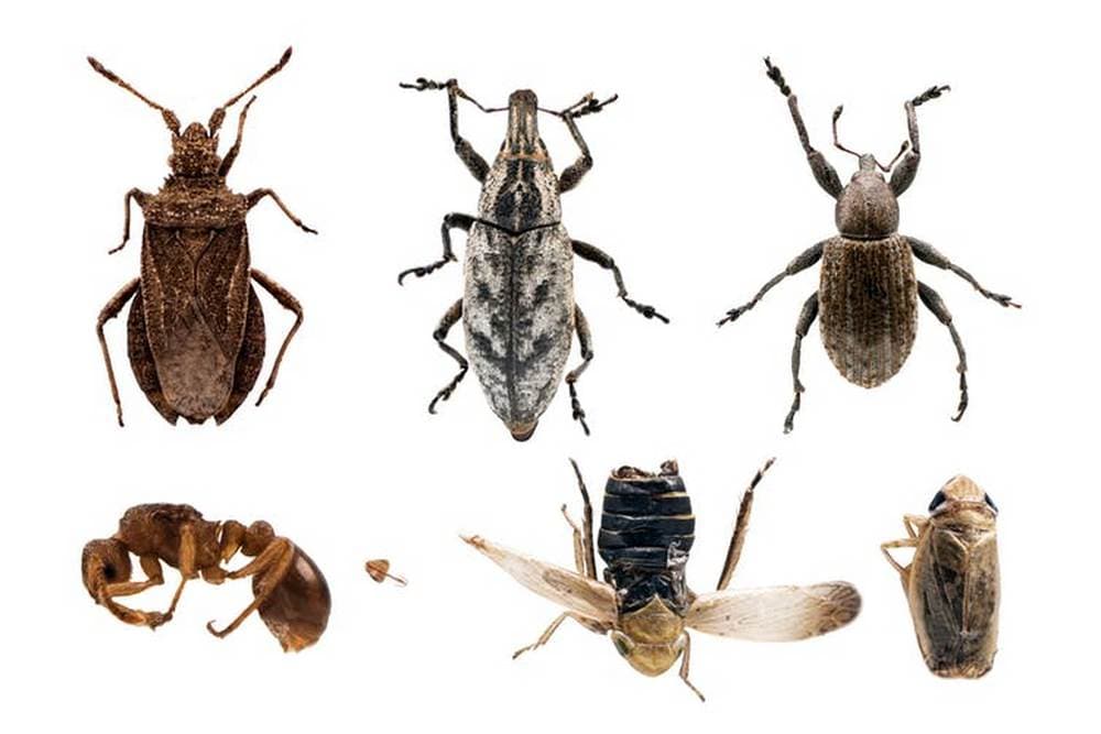 Some of the invertebrates which benefited from stone-curlew management, including Acrocephalus languidus (bottom right) – a species new to Britain. Annabelle Horton, Author provided