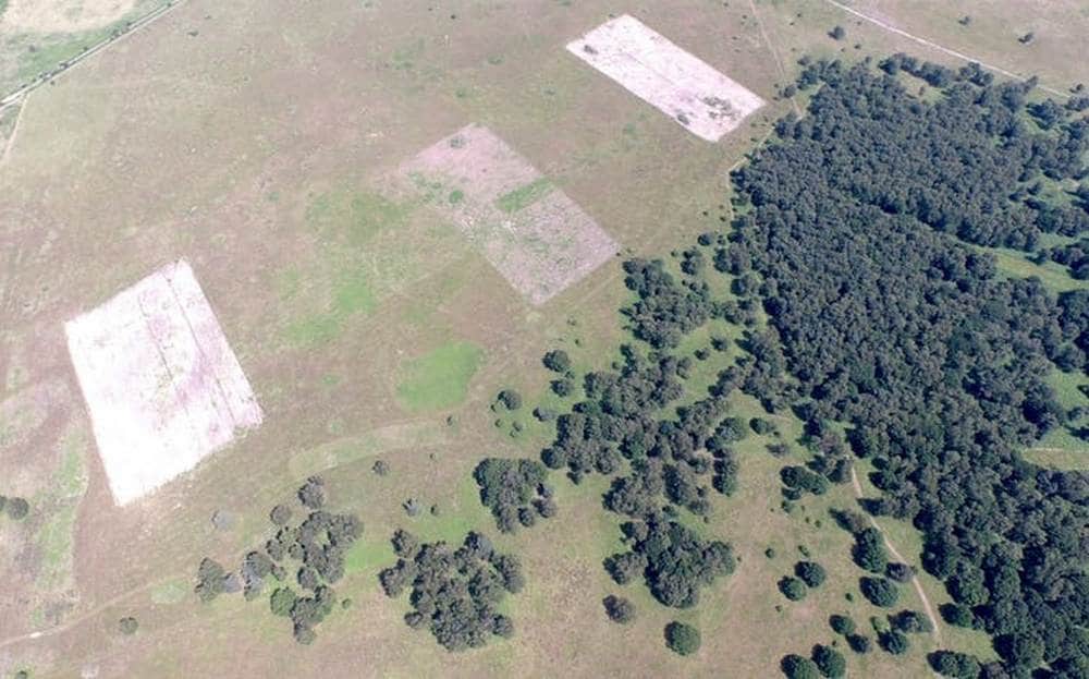 Three of the 66 experimental plots where stone-curlews were encouraged. Jeff Baker, Author provided
