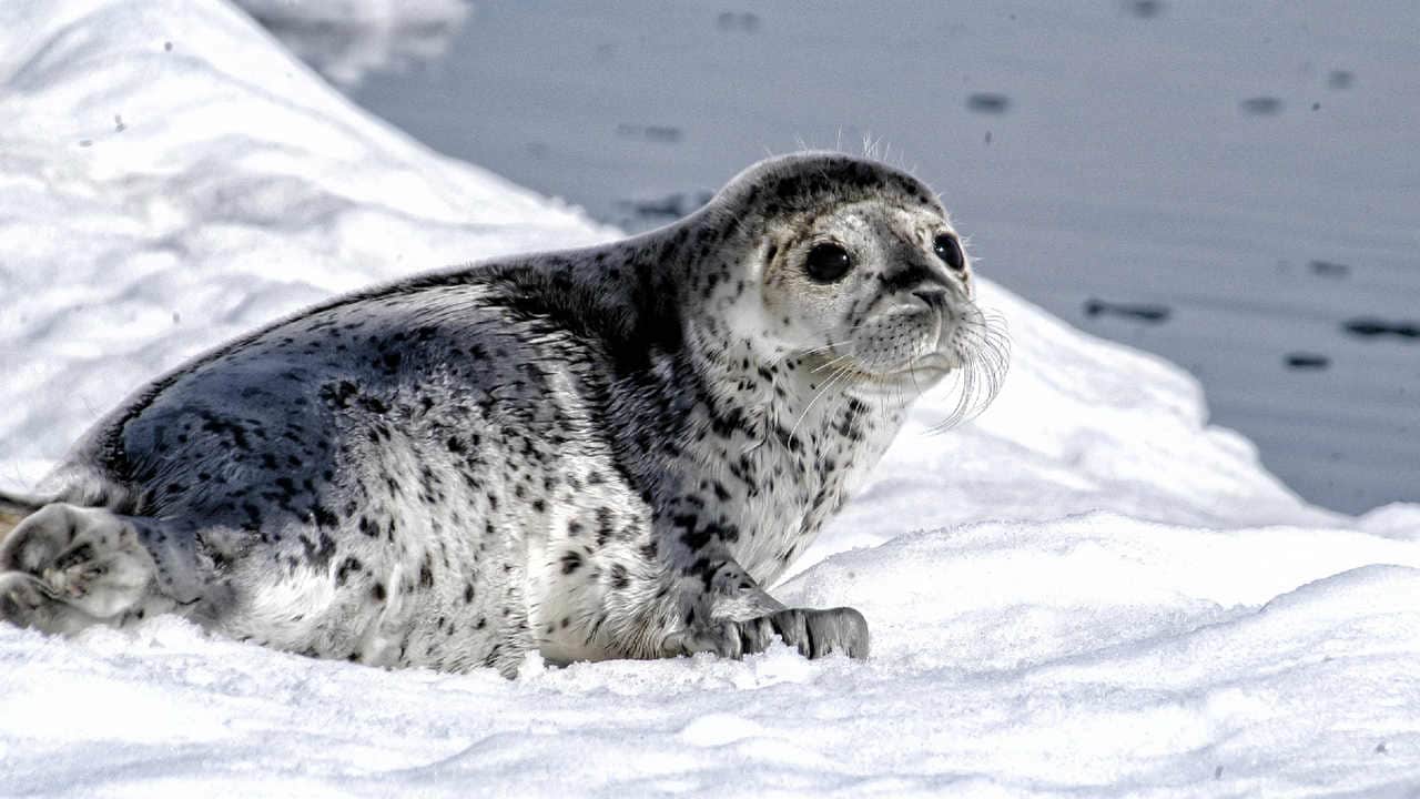 A Spotted seal on the ice in Alaska. image credit: NOAA