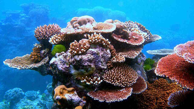 Warming oceans cause further damage to corals, Oz downgrades outlook to 'very poor' Warming oceans cause further damage to corals, Oz downgrades outlook to 'very poor'