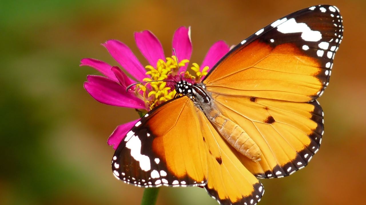 Butterflies and asters both diversified in the wake of the end-mass extinction. Image: Wikimedia Commons