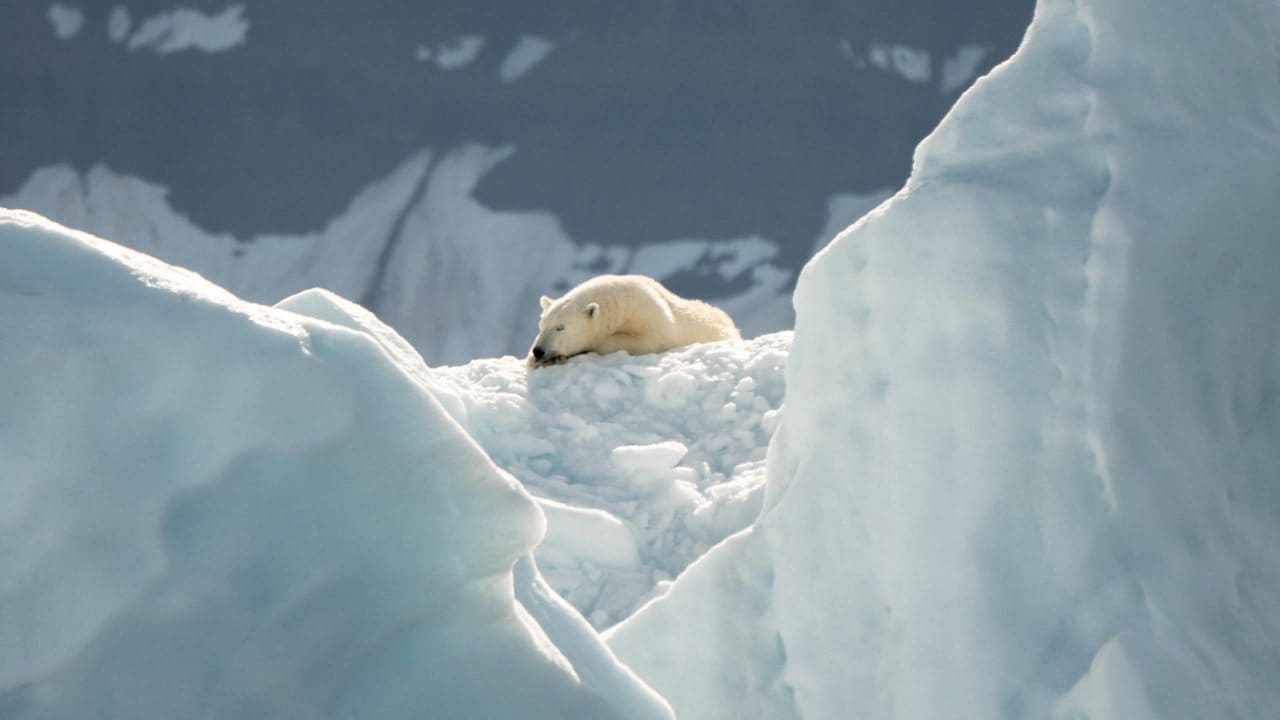 Polar bears depend on Arctic sea ice.