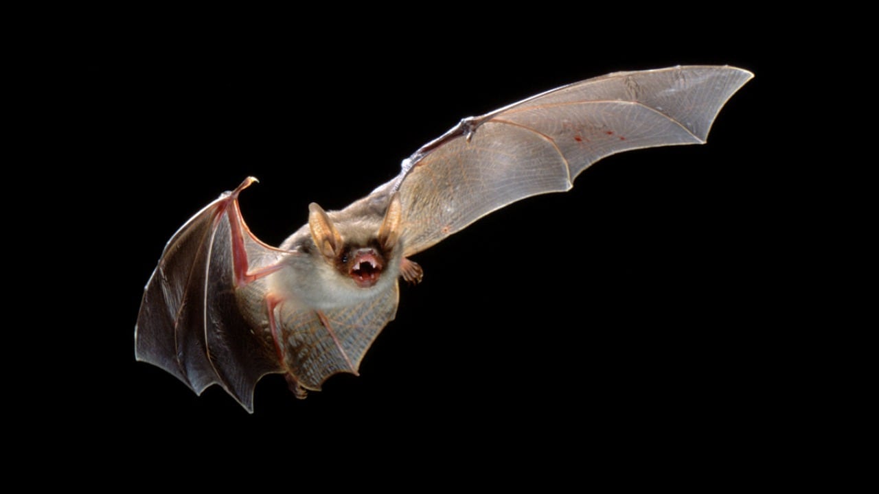Over 1,000 bat species have evolved without directly competing with birds.
