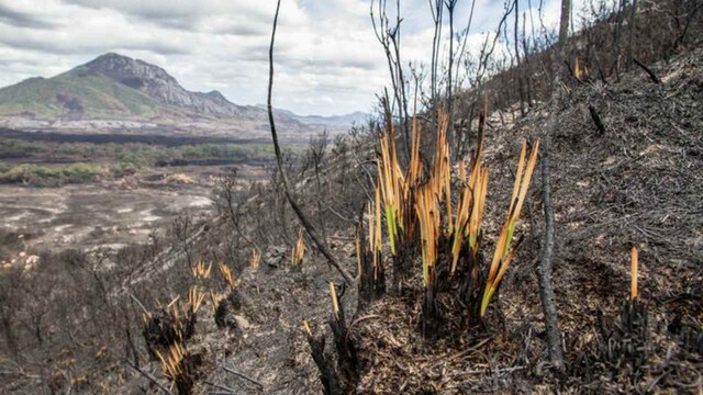 Burned plants can recover, even if part of the Amazon's diverse local flora is extinguished Burned plants can recover, even if part of the Amazon's diverse local flora is extinguished