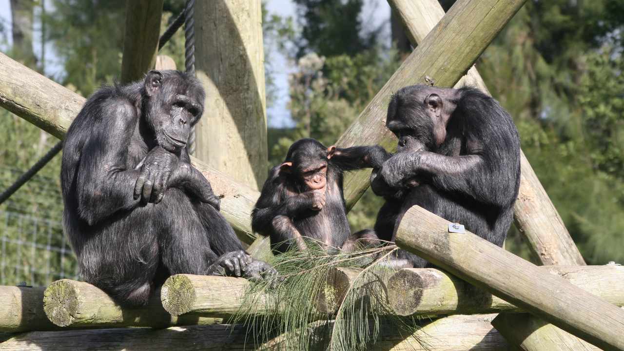 A chimpanzee family,