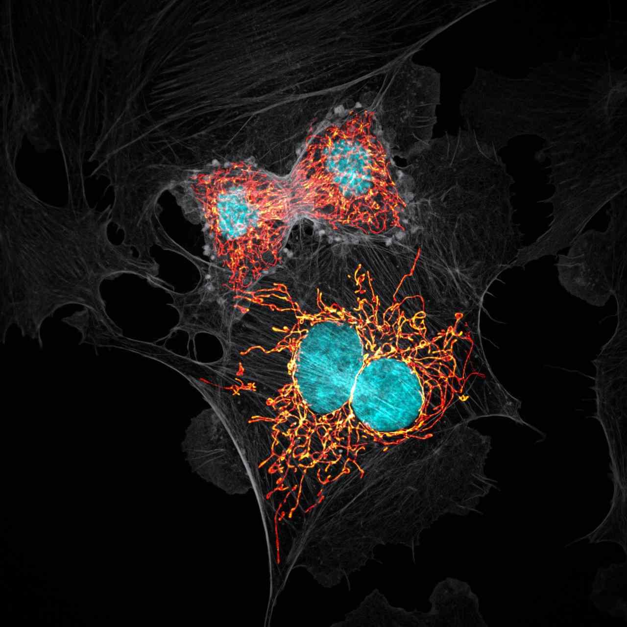 BPAE (Bovine Pulmonary Artery Endothelial) cells in telophase stage of mitosis. Image: Jason M Kirk/Nikon Small World