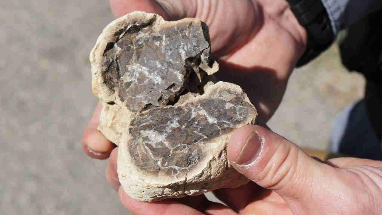 A fossil rock found during the dig. Image credit: Denver museum