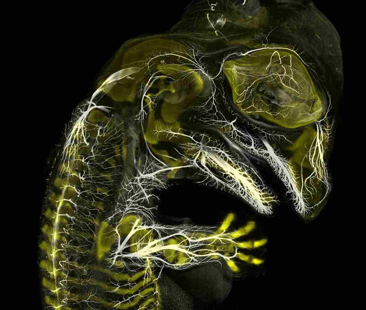 At third place, this photo of am alligator embryo developing nerves and skeleton. Image credit: Daniel Smith Paredes & Dr Bhart Anjan S Bhullar/Nikon Small World