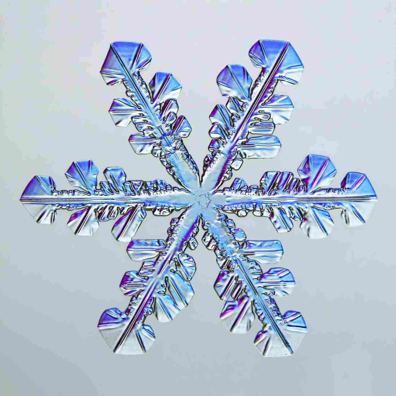All snowflakes have six sides, like this one picture in the 5th-place-winning photo at four times magnification. Image credit: Caleb Foster/Nikon Small World