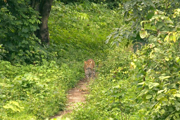 A leopard walks on a path used by locals in Aarey. image credit: Sunny Patil.