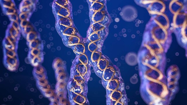 Lifespan of mice dramatically extended in new breakthrough telomere-aging study Lifespan of mice dramatically extended in new breakthrough telomere-aging study
