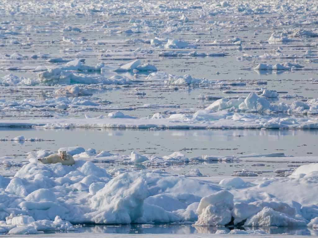 Ice in the Arctic ocean set adrift in sea. Image credit: Wikimedia Commons/AWeith