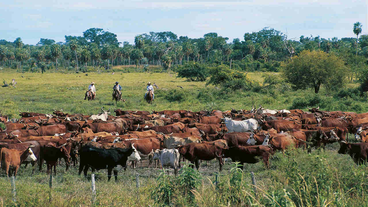 Areas used for cattle pasteurising needs to decrease in order to build renewable energy plots. Image credit: Britannica