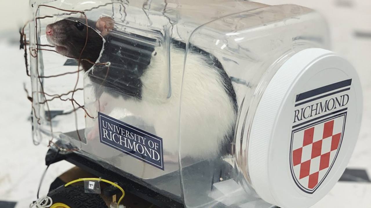 Scientists are teaching rats how to drive.