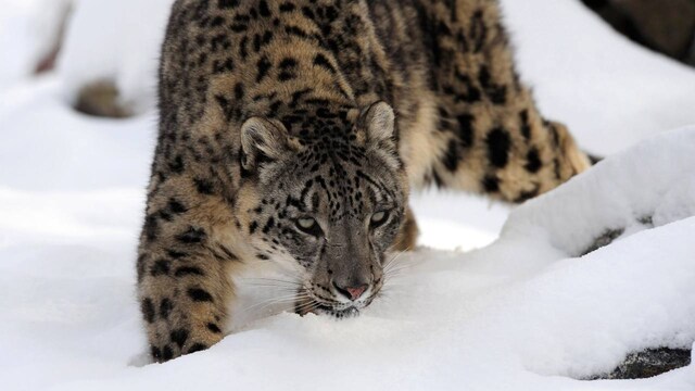 India launches protocol for Snow leopard counts, urges other range nations to help double numbers India launches protocol for Snow leopard counts, urges other range nations to help double numbers