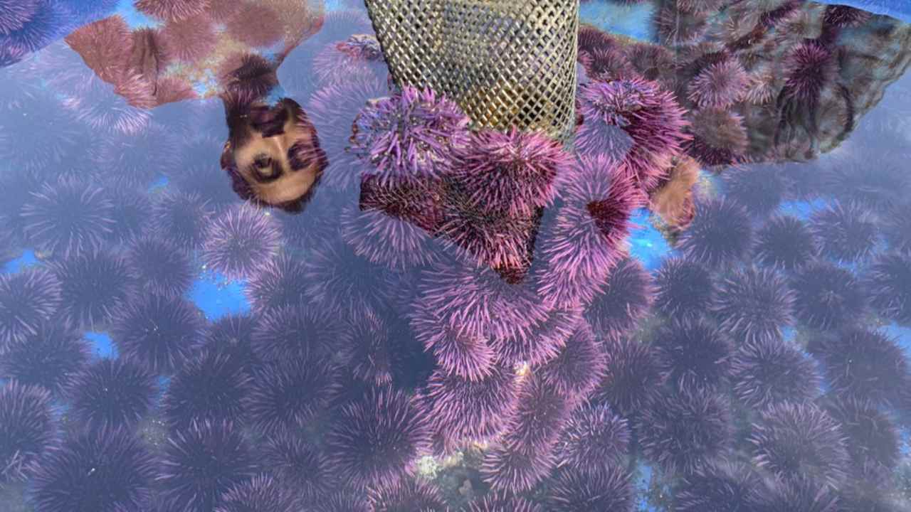 Tens of millions of voracious purple sea urchins that have already chomped their way through towering underwater kelp forests in California are now spreading north to Oregon. Image: AP