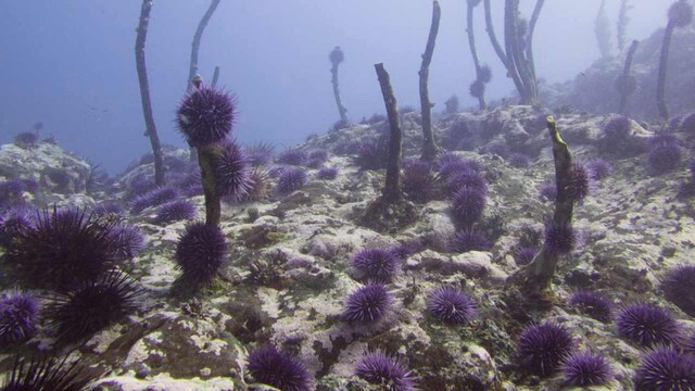 Underwater annihilation: Purple sea urchin swarm wreaks havoc along US West Coast Underwater annihilation: Purple sea urchin swarm wreaks havoc along US West Coast