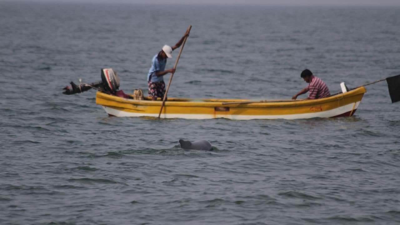 Fishermen hard at work and a dolphin can be seen keeping an eye on its food. image credit: Ketki Jog