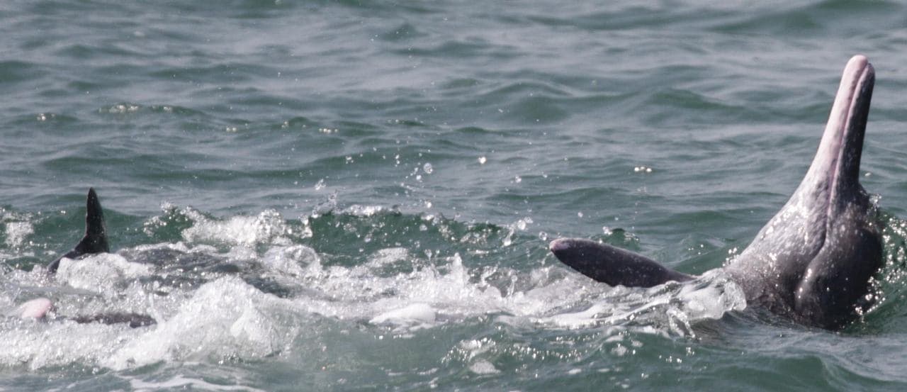 Wildlife Week 2019: Maharashtras humpback dolphins locked in battle for safe habitats and food security