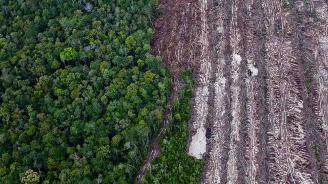 Ending deforestation, switching to plant based diets will help keep to 1.5C: report Ending deforestation, switching to plant based diets will help keep to 1.5C: report