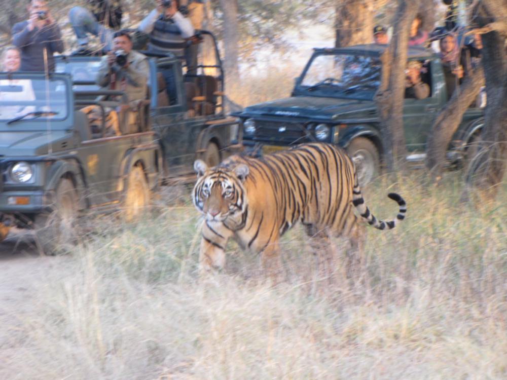 Tigers highly stressed during the tourist season in central Indian reserves