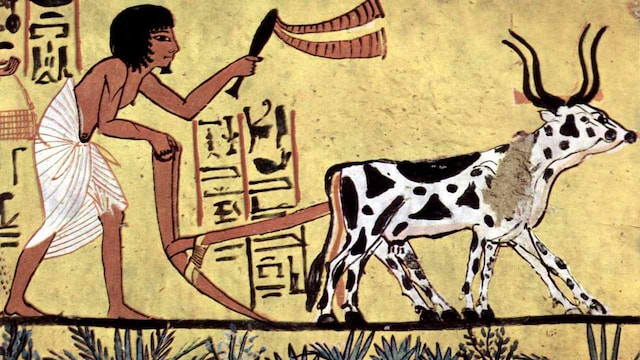 Were other humans the first victims of the sixth mass extinction? Were other humans the first victims of the sixth mass extinction?