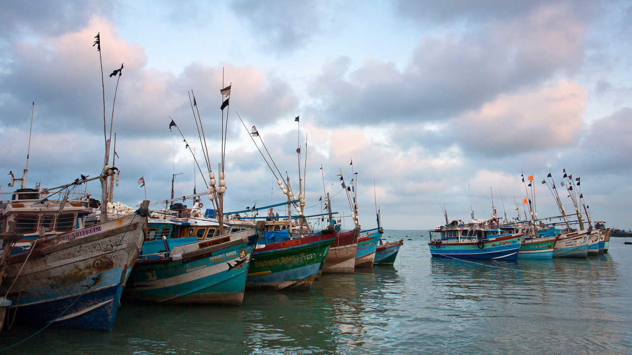 The report has come amid concerns of over-fishing. Image credit: Flickr/Kosala Bandara