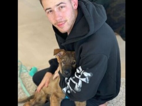 Priyanka Chopra gifts Nick Jonas a pup ahead of first anniversary, calls Gino 'newest addition to family' Priyanka Chopra gifts Nick Jonas a pup ahead of first anniversary, calls Gino 'newest addition to family'
