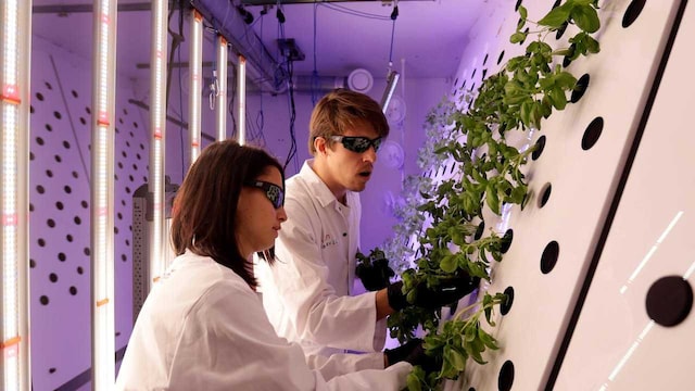 Mustard on Mars? Czech scientists growing mustard plants for future colonies on Mars Mustard on Mars? Czech scientists growing mustard plants for future colonies on Mars