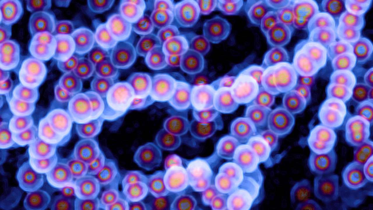 An image of an infectious Streptococcus pyogenes bacterial colony under the microscope. Image: Getty