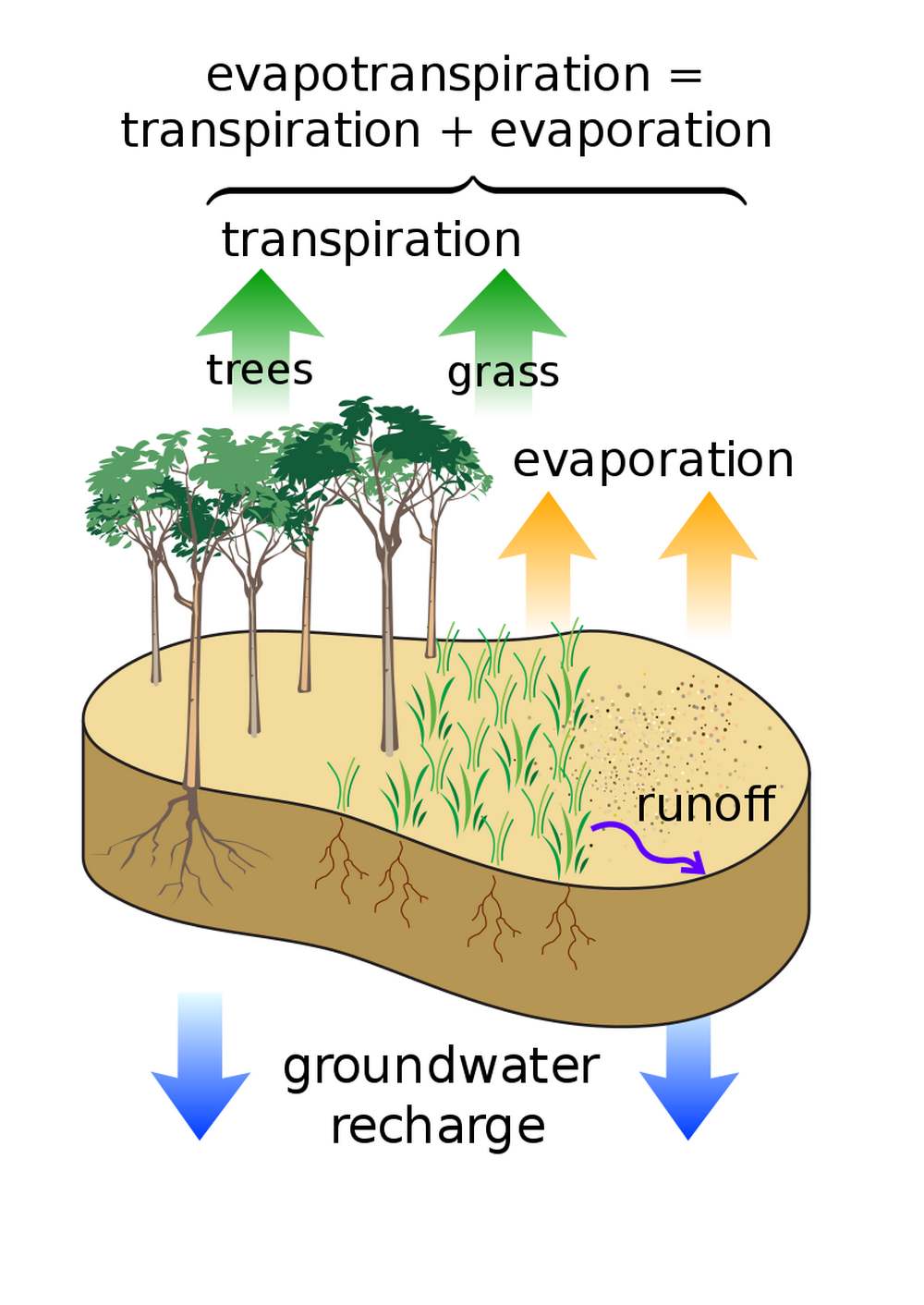 The process of ground water recharge. Image credit: Wikipedia