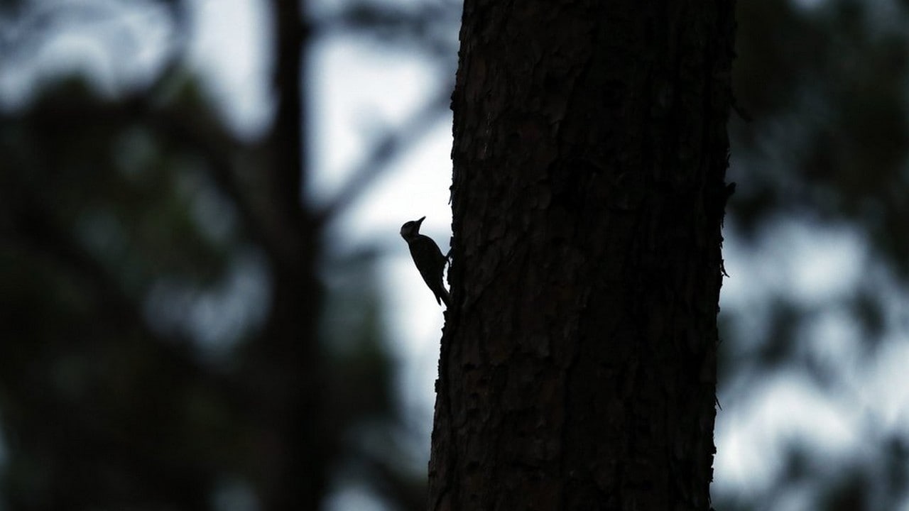 A red-cockaded woodpecker prepares to enter its roosting cavity for the night in a long leaf pine forest in Southern Pines, N.C. The woodpecker was one of the first birds protected under the Endangered Species Act of 1973. Image credit: AP