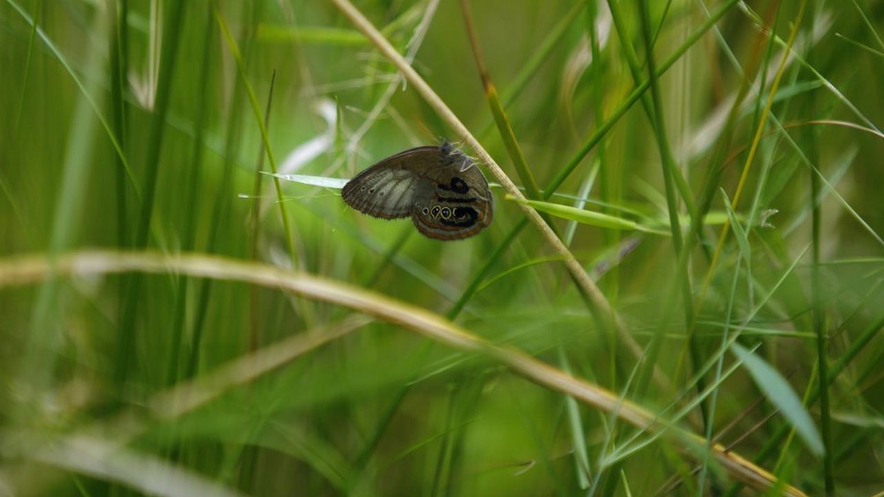 A St. Francis' satyr butterfly rests on sedge in swamp at Fort Bragg in North Carolina. Image credit: AP