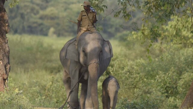 Are state forest officials being rewarded well-enough to protect India's forests? Are state forest officials being rewarded well-enough to protect India's forests?