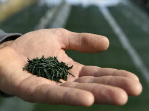 Health benefits of spirulina and other nutritional algae Health benefits of spirulina and other nutritional algae