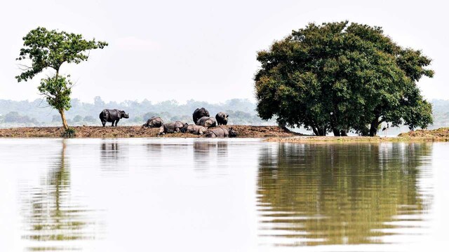 A pack of one-horned rhinoceroses take shelter on high-ground after the Kaziranga National Park along with the rest of Assam saw extreme flooding. Image: Biju BORO/Getty A pack of one-horned rhinoceroses take shelter on high-ground after the Kaziranga National Park along with the rest of Assam saw extreme flooding. Image: Biju BORO/Getty