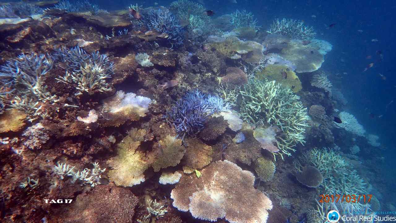 Coral bleaching will devastate the Great Barrier Reef if climate change is not curbed. Image credit: KERRYN BELL