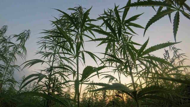 High times at the ISS: Agri-tech company to send cannabis, coffee to space to study microgravity's effects High times at the ISS: Agri-tech company to send cannabis, coffee to space to study microgravity's effects