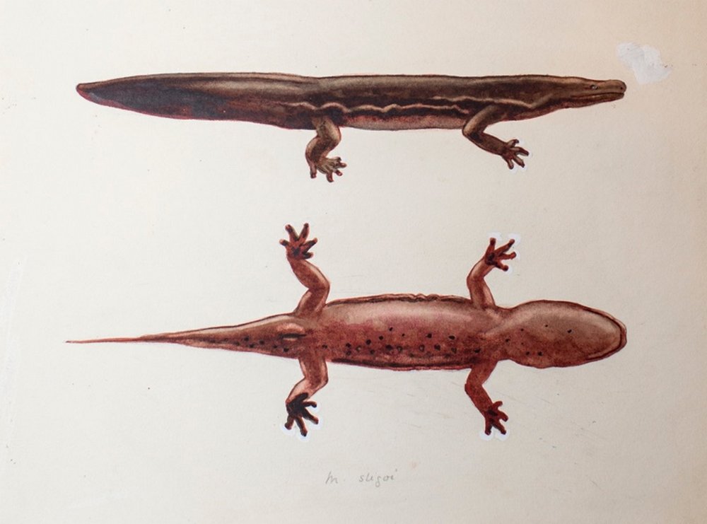 A. sligoi or South China giant salamander painting. Image courtesy of ZSL.