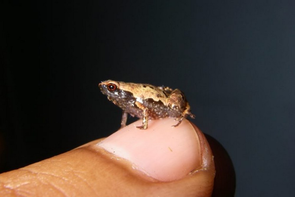 An adult male Mini mum, one of the world’s smallest frogs, rests on a fingernail with room to spare. Image by Andolalao Rakotoarison.