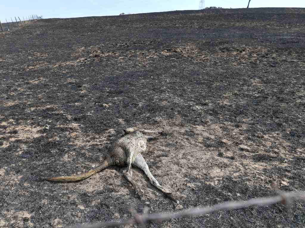 The burnt remains of kangaroos have been found all over Australia after the wildfires. Image credit: Getty